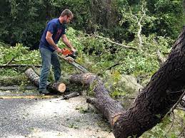 Leaf Removal in Miami, OK